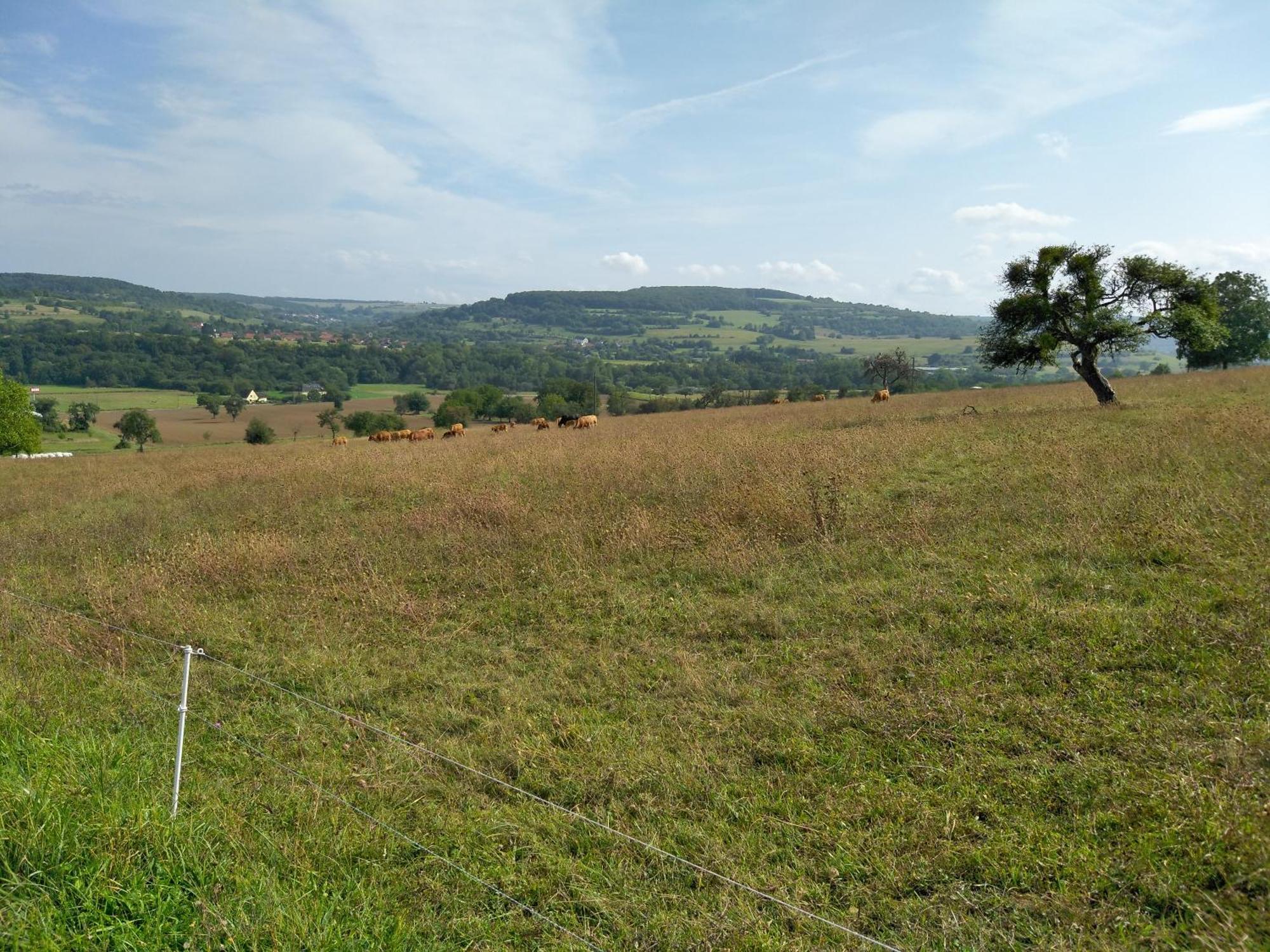 Camping Walsheim Gersheim Exteriör bild